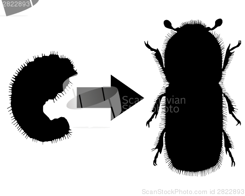 Image of Bark-beetle development