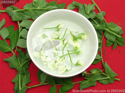 Image of White blooms of a snow pea in a bowl of chinaware surrounded with petals 