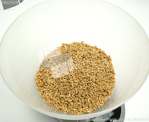 Image of Spelt in a scale pan on white background