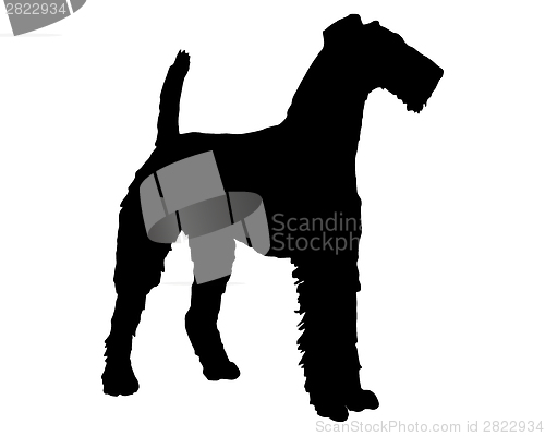 Image of Airedale terrier