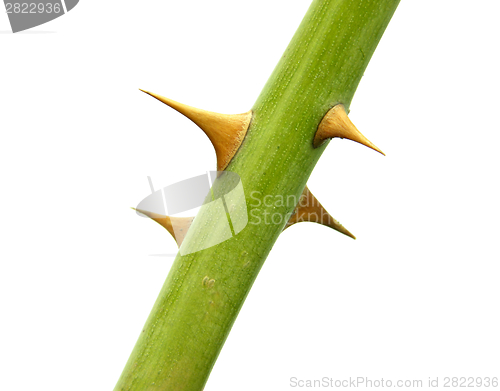 Image of The stem of a rose with four thorns