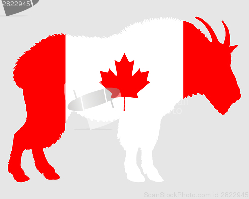 Image of Mountain goat Canada