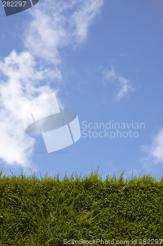 Image of Hedge and sky