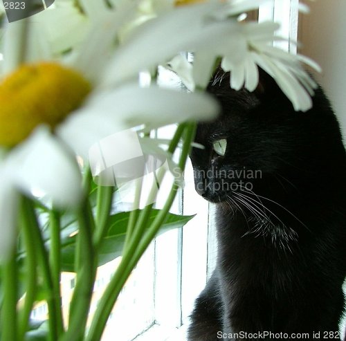 Image of pretty flower and camomile