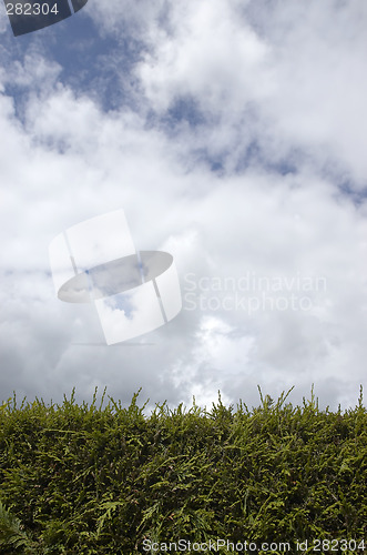 Image of Hedge and sky