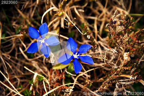 Image of Gentiana verna, Austrian Alps