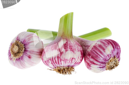 Image of Fresh garlic isolated on white background
