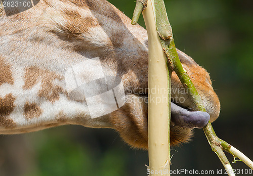 Image of Giraffe eating