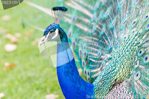 Image of Portrait of an Indian peafowl