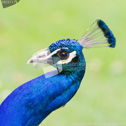 Image of Portrait of an Indian peafowl