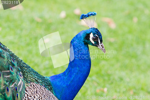 Image of Portrait of an Indian peafowl