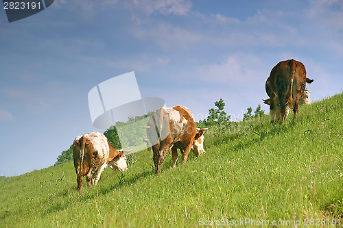 Image of Cows graze