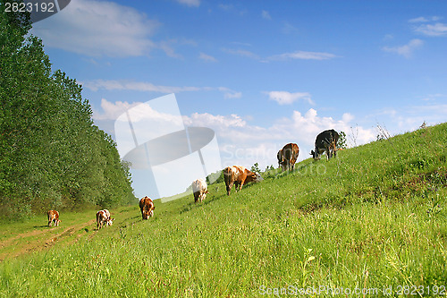 Image of Cows on pasture