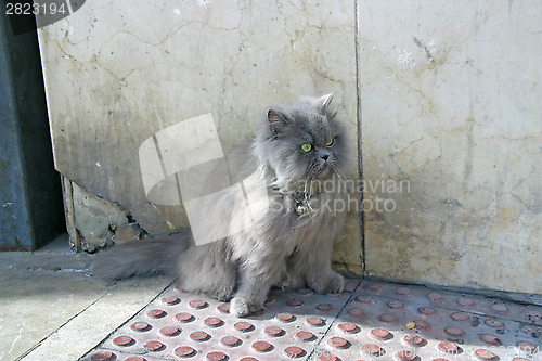 Image of Gray cat