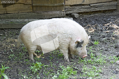 Image of Pig