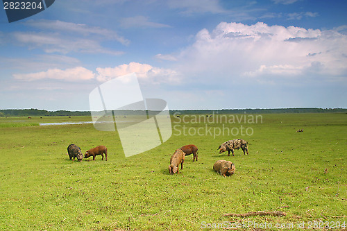 Image of Pigs in a meadow