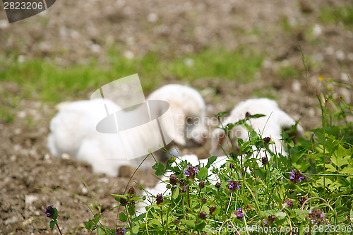 Image of Two sheep