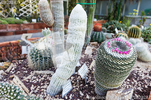 Image of Cactus greenhouse