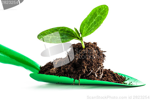 Image of Young plant on gardening tool