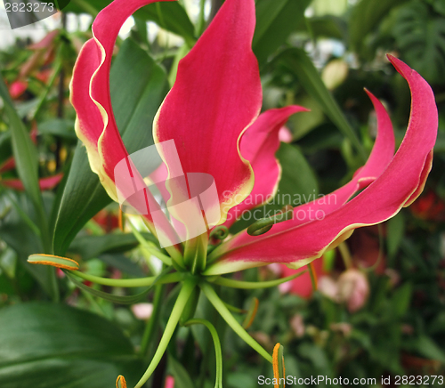 Image of flame lily