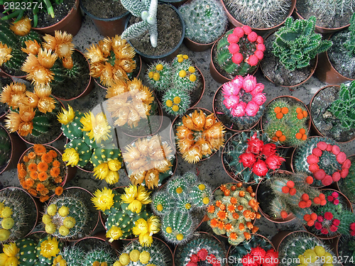 Image of flowering cacti