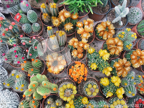 Image of flowering cacti