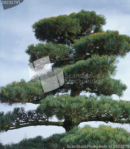 Image of big Bonsai detail