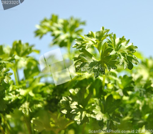 Image of Parsley cut-out