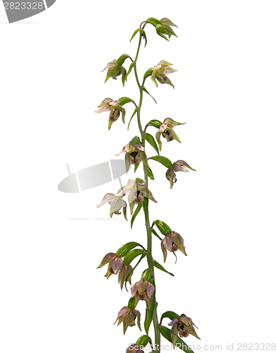 Image of Cutout and close-up view of isolated epipactis