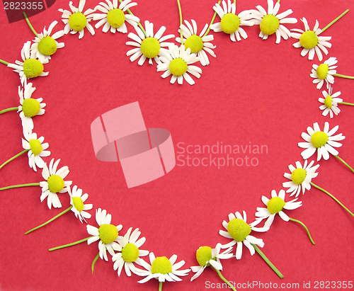 Image of Camomile blooms on red felt heart shaped