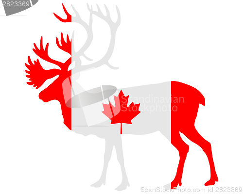 Image of Canadian caribou