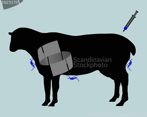 Image of Sheep gets immunization against diseases caused by midge bites