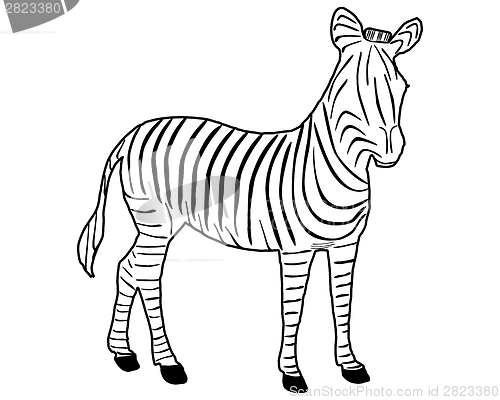 Image of Zebra Stripes
