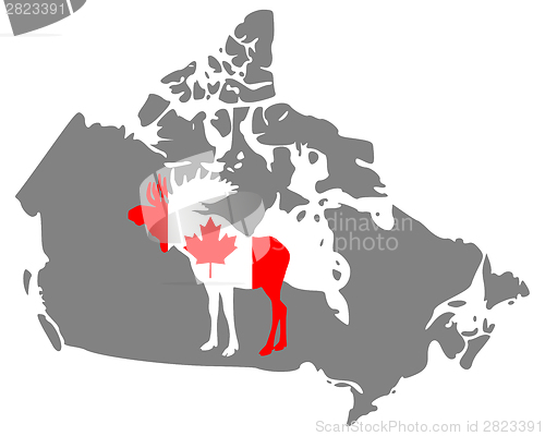 Image of Canadian moose