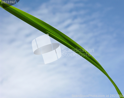 Image of Blade of grass in front of blue sky