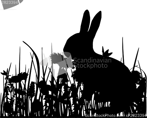 Image of Rabbit in the meadow