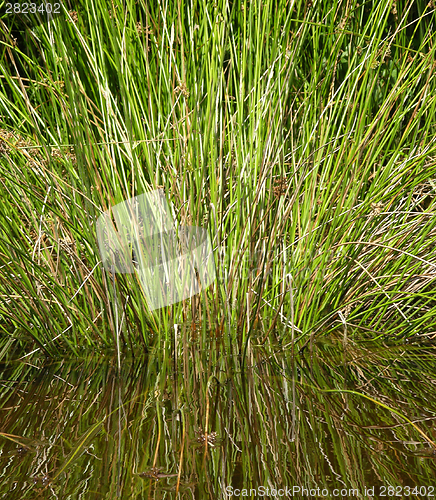 Image of Reflecting rush in the clear water