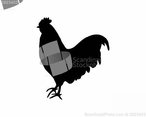 Image of Black silhouette of a cock on white