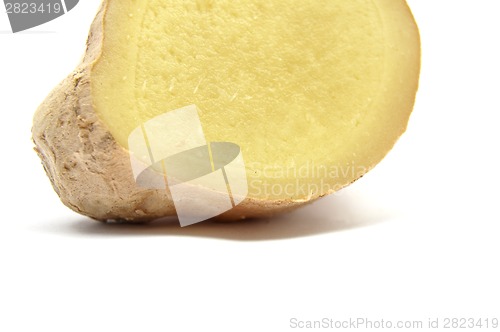 Image of Ginger on white