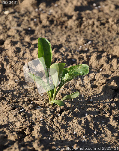 Image of Sugar beet plant (Beta vulgaris subsp. vulgaris)