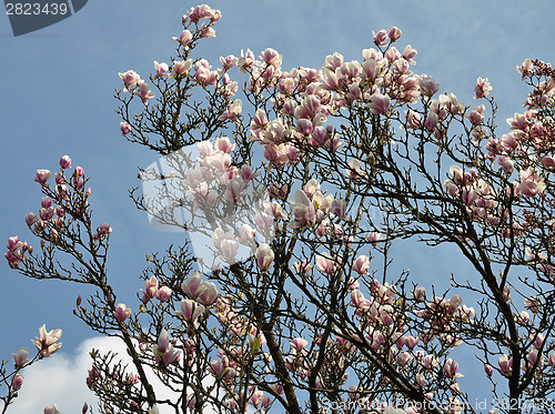 Image of Pink Magnolia