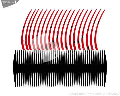 Image of Lice comb and hair with nits on white background