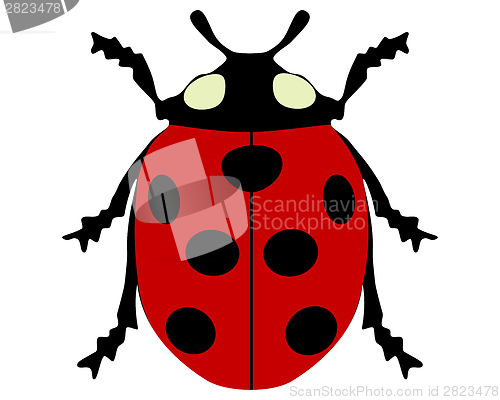 Image of Ladybird isolated