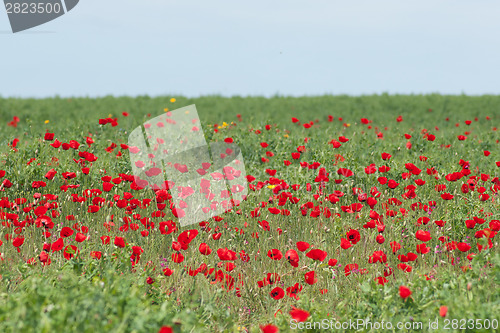 Image of Spring flowers - red on green