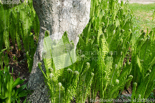 Image of many green ferns grow to a thick tree trunk 
