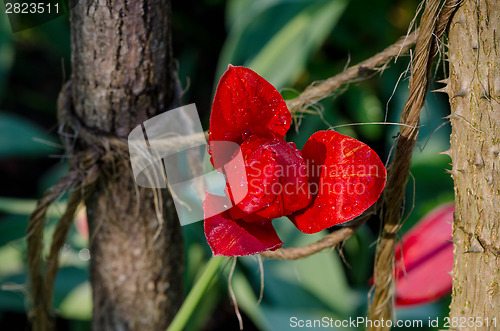 Image of red tulips petals cover dew drops on garden  