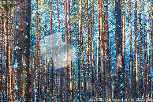 Image of Winter forest nature snow woods background