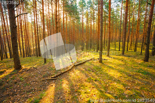 Image of Sunset In Spring Forest 