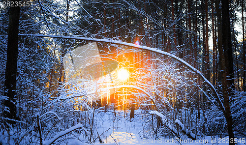 Image of winter landscape with the pine forest and sunset