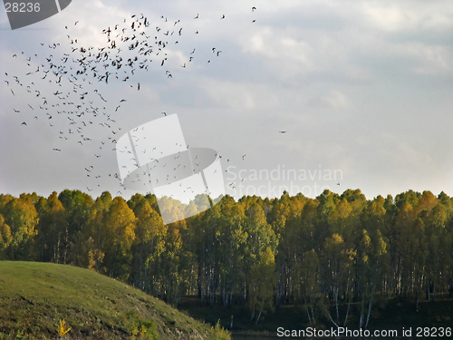 Image of Flock of crows over the forest